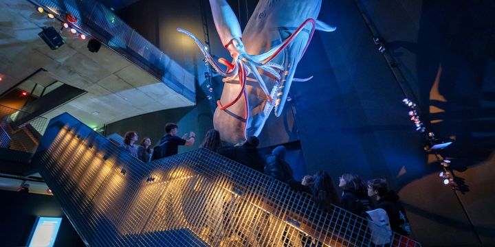 Eine beleuchtete Treppe führt zu einer höheren Plattform, darüber hängend ein orginalgroßes Pottwalmodell mit Riesenkalmar