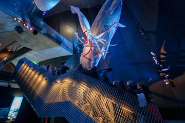 Eine beleuchtete Treppe führt zu einer höheren Plattform, darüber hängend ein orginalgroßes Pottwalmodell mit Riesenkalmar