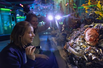 ozeaneum-taschenlampenfuehrung-copyright-anke-neumeister-deutsches-meeresmuseum Zwei Personen stehen mit Taschenlampe vor einer Vitrine