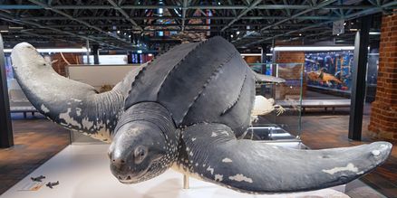 Modell einer Schildkröte
