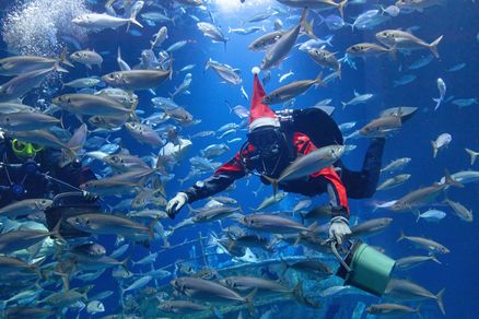 Taucher mit Weihnachtsmütze in einem Großaquarium umringt von Fischen