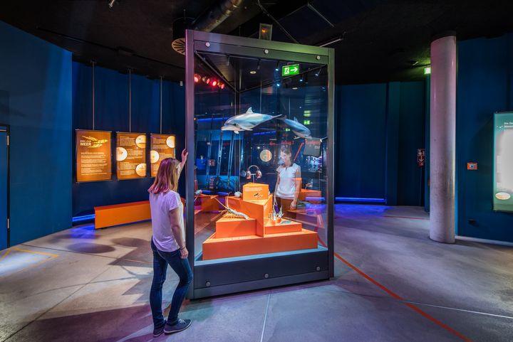 Vitrine in der Weltmeer-Ausstellung (Foto: Johannes-Maria Schlorke/Deutsches Meeresmuseum)