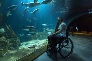 Eine Frau in einem Rollstuhl schaut in einem Tunnelaquarium die Bewohner des Aquariums an. 