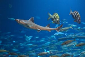 Ein kleinerer Hai schwimmt neben Fischen im Aquarium