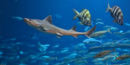 Ein kleinerer Hai schwimmt neben Fischen im Aquarium