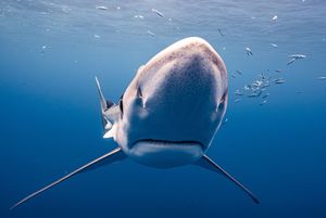 Hai im Meer