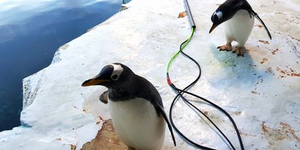 Eselspinguine im Odense Zoo