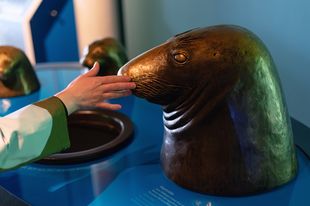 Bronze-Modell einer Robbe zum Anfassen