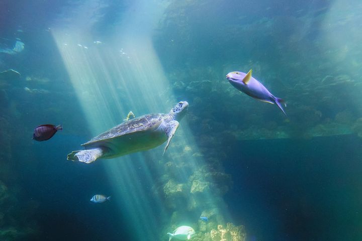 Eine Schildkröte schwimmt durch einen ins Wasser einfallenden Lichtstrahl