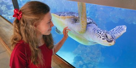 Besucherin vor einem Aquarium mit Meeresschildkröte