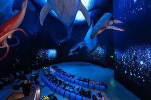 Blick in eine Halle mit hängenden originalgroßen Walmodellen