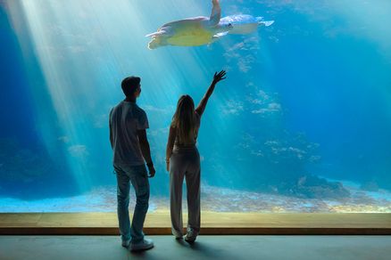 Zwei Personen stehen vor einem raumhohen Aquarium mit Meeresschildkröten
