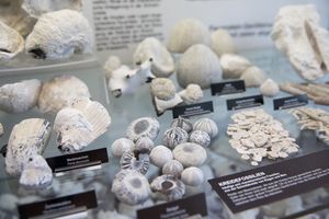 Steine und Fossilien in einer Vitrine