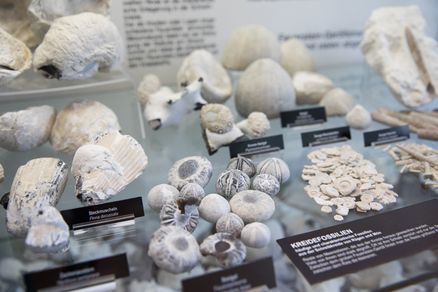 Steine und Fossilien in einer Vitrine