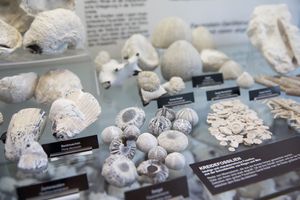 Steine und Fossilien in einer Vitrine