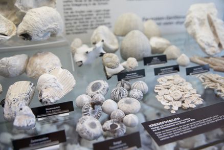 Steine und Fossilien in einer Vitrine