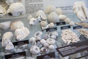 Steine und Fossilien in einer Vitrine