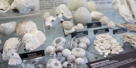 Steine und Fossilien in einer Vitrine