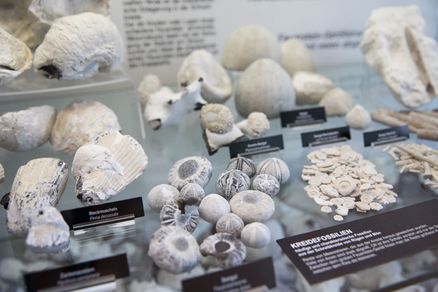 Steine und Fossilien in einer Vitrine