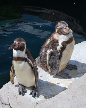 Zwei Pinguine sitzen auf einem Felsen