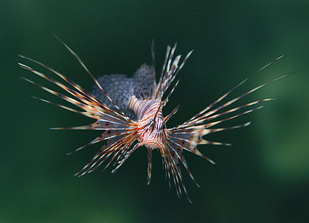 Rotfeuerfisch im MEERESMUSEUM