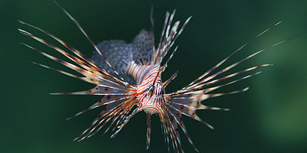 Rotfeuerfisch im MEERESMUSEUM