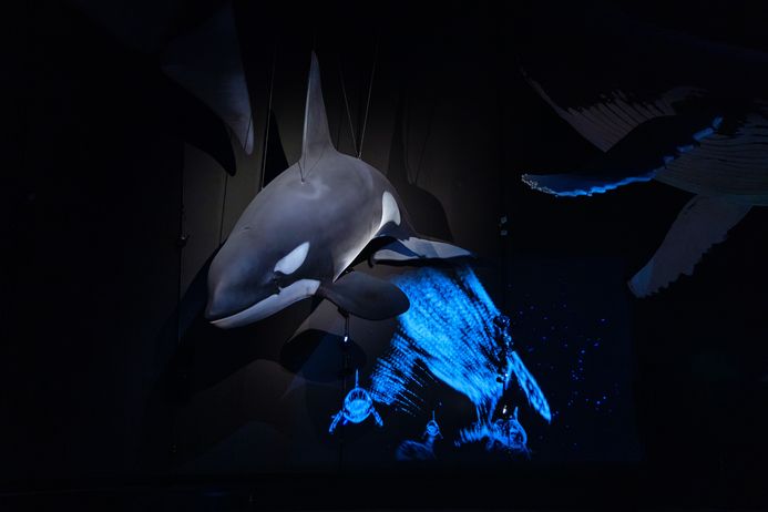 Modell eines Orcas, im Hintergrund auf eine Wand projizierte Visualisierungen von Orcas