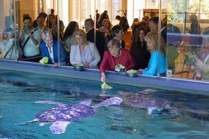 Eine Gruppe füttert Meeresschildkröten in einem Aquarium