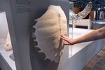 Hand berührt den Knochenpanzer einer Meeresschildkröte in einer Museumsausstellung. 