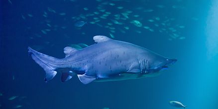 Sandtigerhaidame Niki im OZEANEUM Stralsund