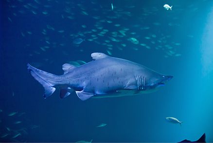 Sandtigerhaidame Niki im OZEANEUM Stralsund