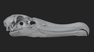  3-D-Scan eines Schädels des Schwarzbrauenalbatros, angefertigt mit „Scan in the Box“. (Foto: Deutsches Meeresmuseum)