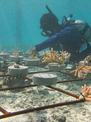 Taucher unter Wasser beim Anbringen von Korallen