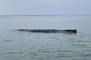 Buckelwal im Wasser