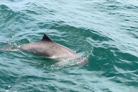 Foto eines Schweinswals im Wasser. (Foto: Swantja Schnoor)
