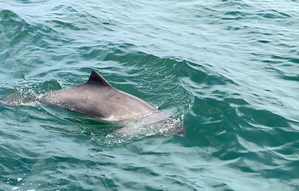 Foto eines Schweinswals im Wasser. (Foto: Swantja Schnoor)