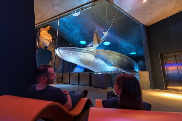 Blick auf ein originalgroßes Blauwal-Modell im OZEANEUM Stralsund