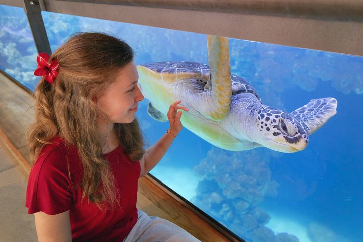 Junge Frau schaut an Aquarienscheibe der Meeresschildkröte Käthe beim Schwimmen zu 