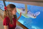 Junge Frau schaut an Aquarienscheibe der Meeresschildkröte Käthe beim Schwimmen zu 