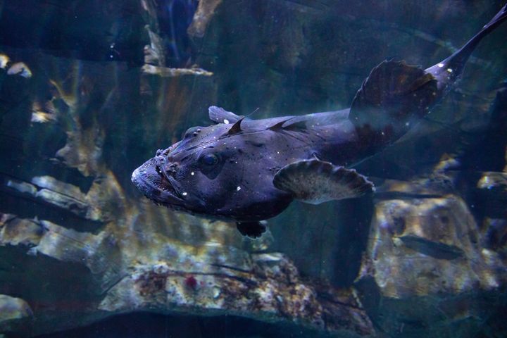swimming monkfish 
