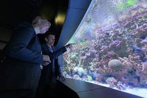 Personen vor einem Aquarium mit Korallen