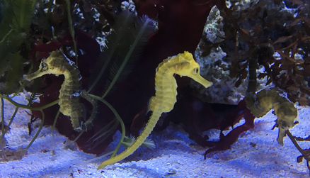 Drei Seepferdchen im MEERESMUSEUM Stralsund