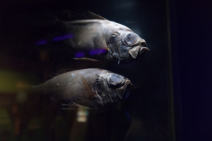Präparate von Tiefseefischen, die sonst in der Dunkelheit wohnen