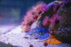 Blauer Hummer sitzt unter einem Stein