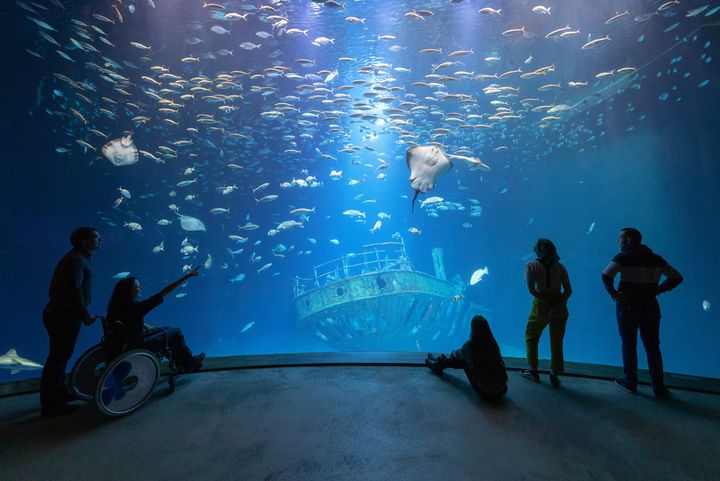 Blick in das Aquarium „Offener Atlantik“ mit Haien, Rochen und Fischschwärmen (Foto: Anke Neumeister/Deutsches Meeresmuseum)