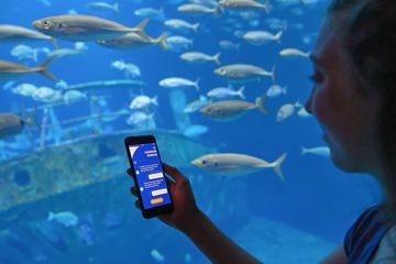Eine junge Frau hält ein Smartphone vor ein Aquarium mit Fischschwärmen. Auf dem Bildschirm ist eine App geöffnet. In der Überschrift steht: "Aquarium Nordsee".
