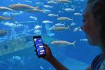 Eine junge Frau hält ein Smartphone vor ein Aquarium mit Fischschwärmen. Auf dem Bildschirm ist eine App geöffnet. In der Überschrift steht: "Aquarium Nordsee".