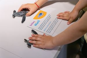 Hände erfühlen kleine Lederschildkrötenmodelle