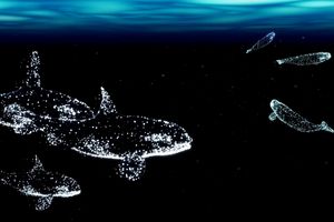 Visualisierung von Orcas