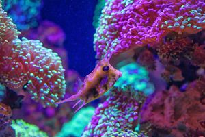 Fisch mit bunten Korallen im Aquarium